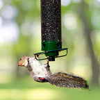 Bird Feeder | Squirrel-Proof Spinning Perch & Metal | Hanging