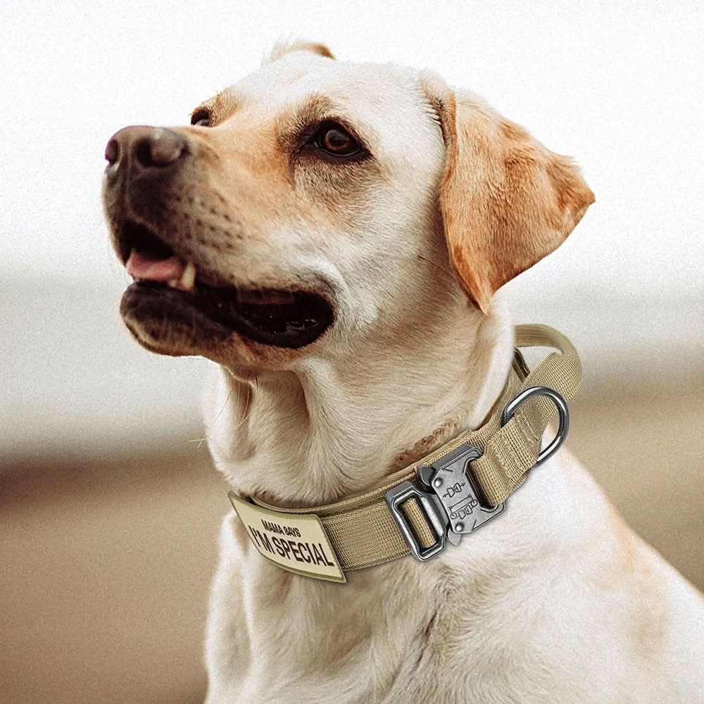 Dog Collar | Durable Nylon, Padded Lining & Control Handle | Adjustable M–XL
