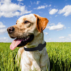 Dog Collar | Integrated AirTag Holder & Waterproof Silicone