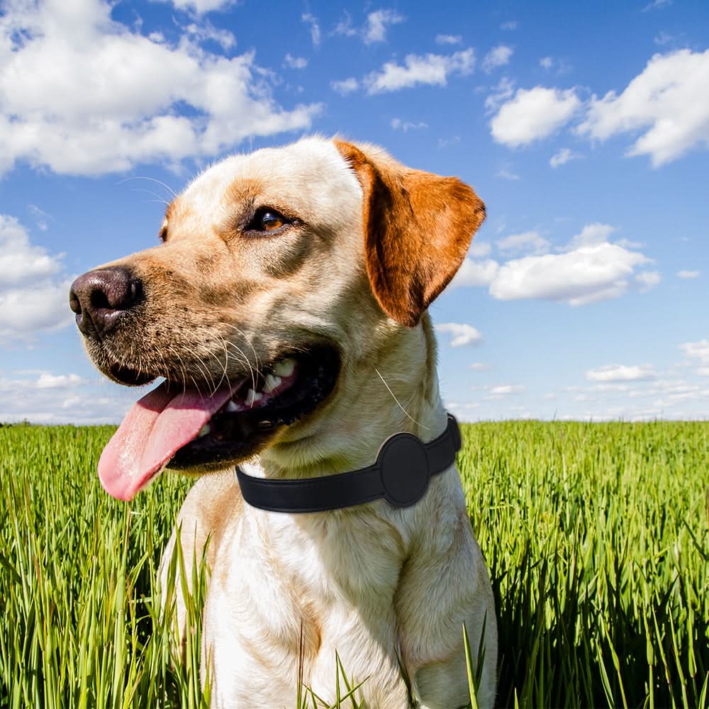 Dog Collar | Integrated AirTag Holder & Waterproof Silicone
