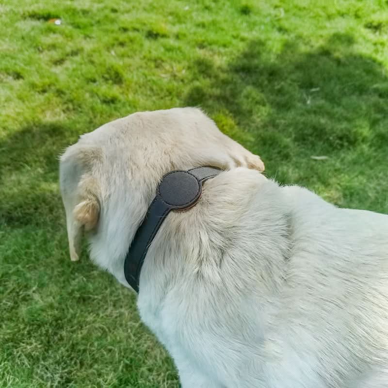 Dog Collar | Integrated AirTag Holder & Waterproof Silicone