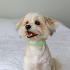 Dog Collar | Integrated AirTag Holder & Waterproof Silicone