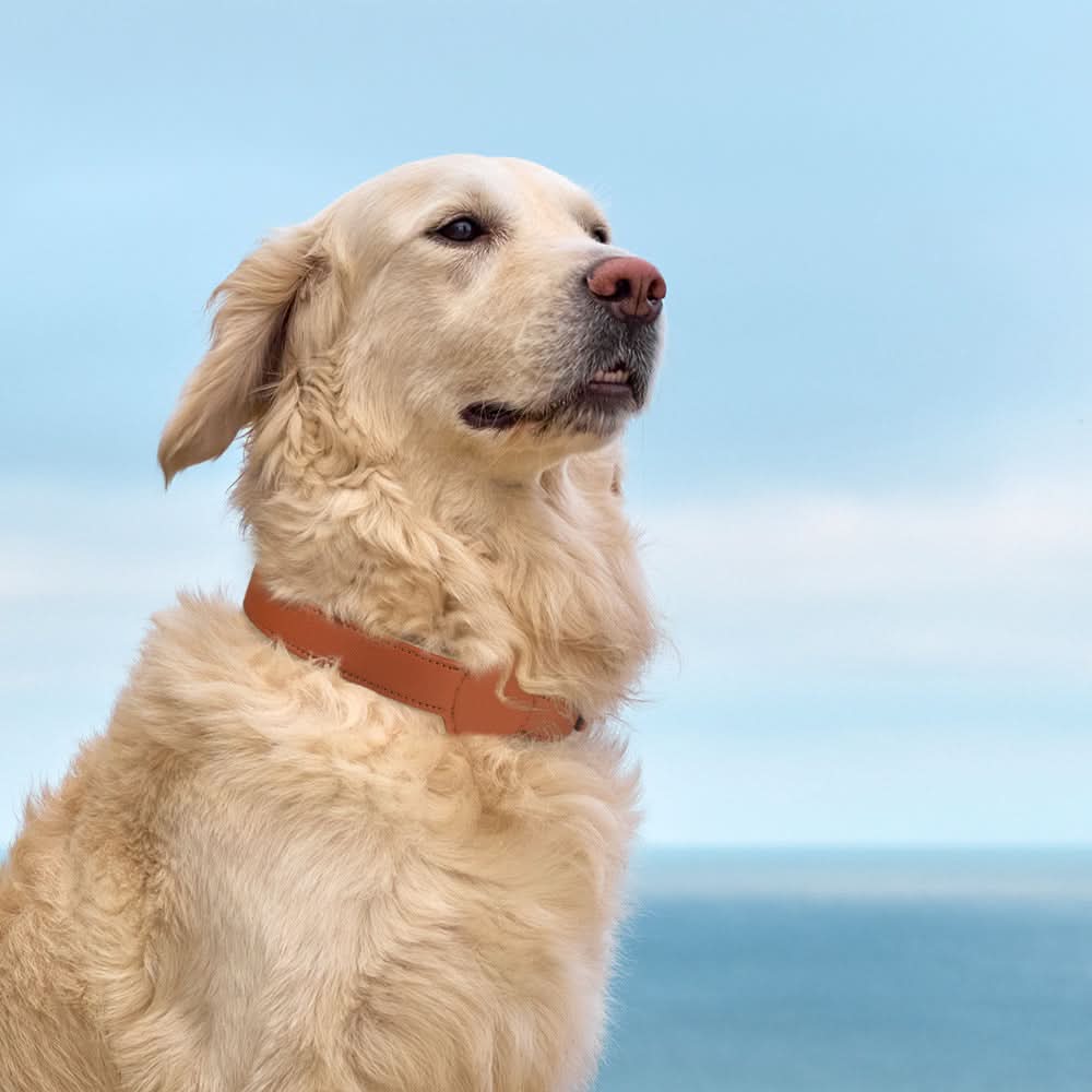 Dog Collar | Integrated AirTag Holder & Waterproof Silicone