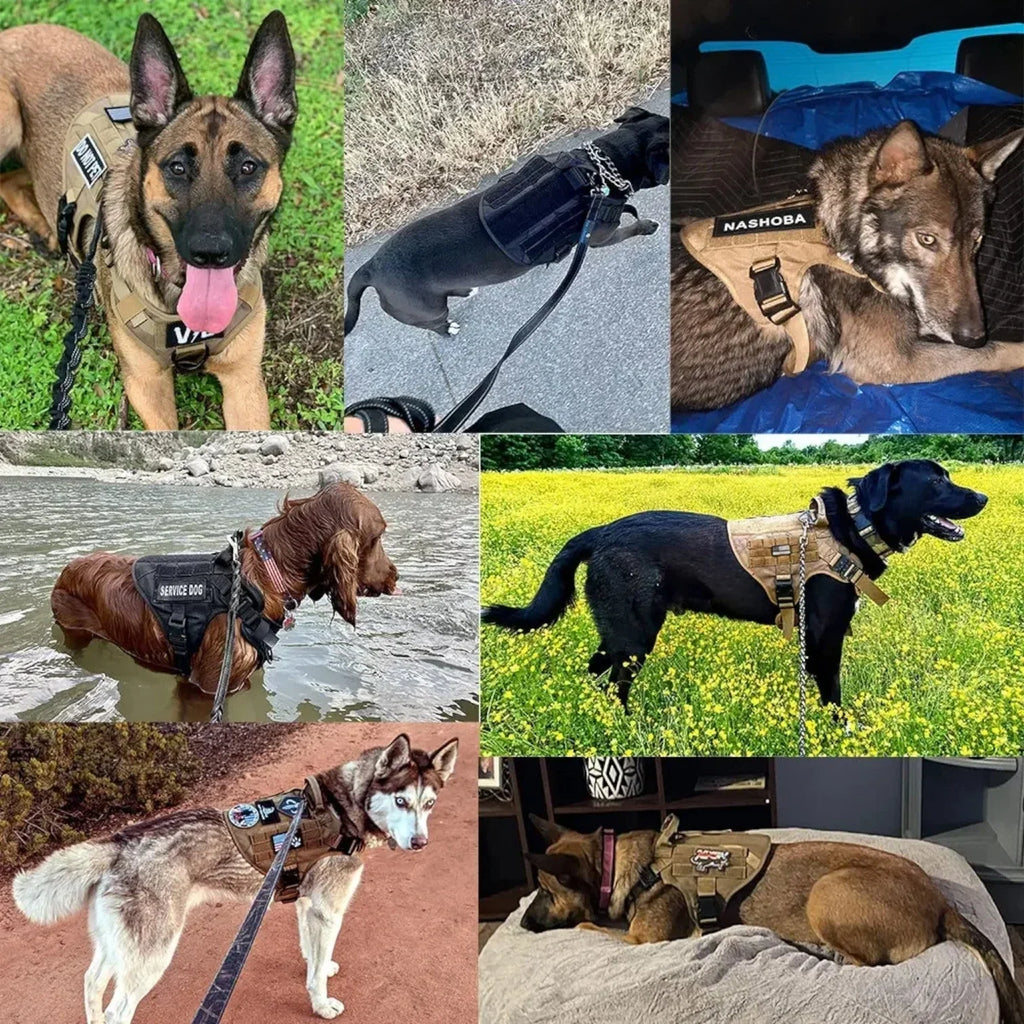 Dog Harness | Vest-Style Padded Handle & Reflective Nylon