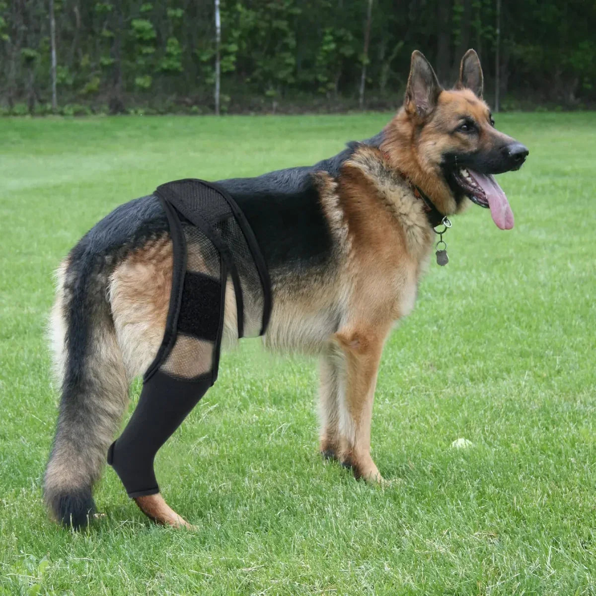 Dog Knee Brace | Veterinarian-Approved Orthopedic & Breathable Neoprene