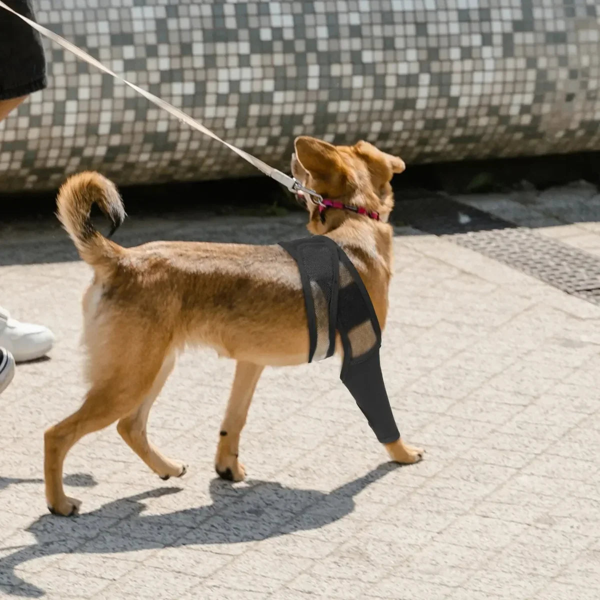 Dog Knee Brace | Veterinarian-Approved Orthopedic & Breathable Neoprene