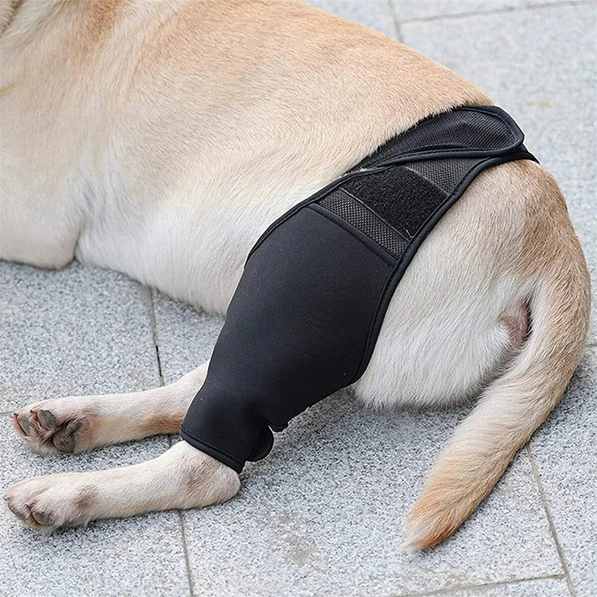 Dog Knee Brace | Veterinarian-Approved Orthopedic & Breathable Neoprene