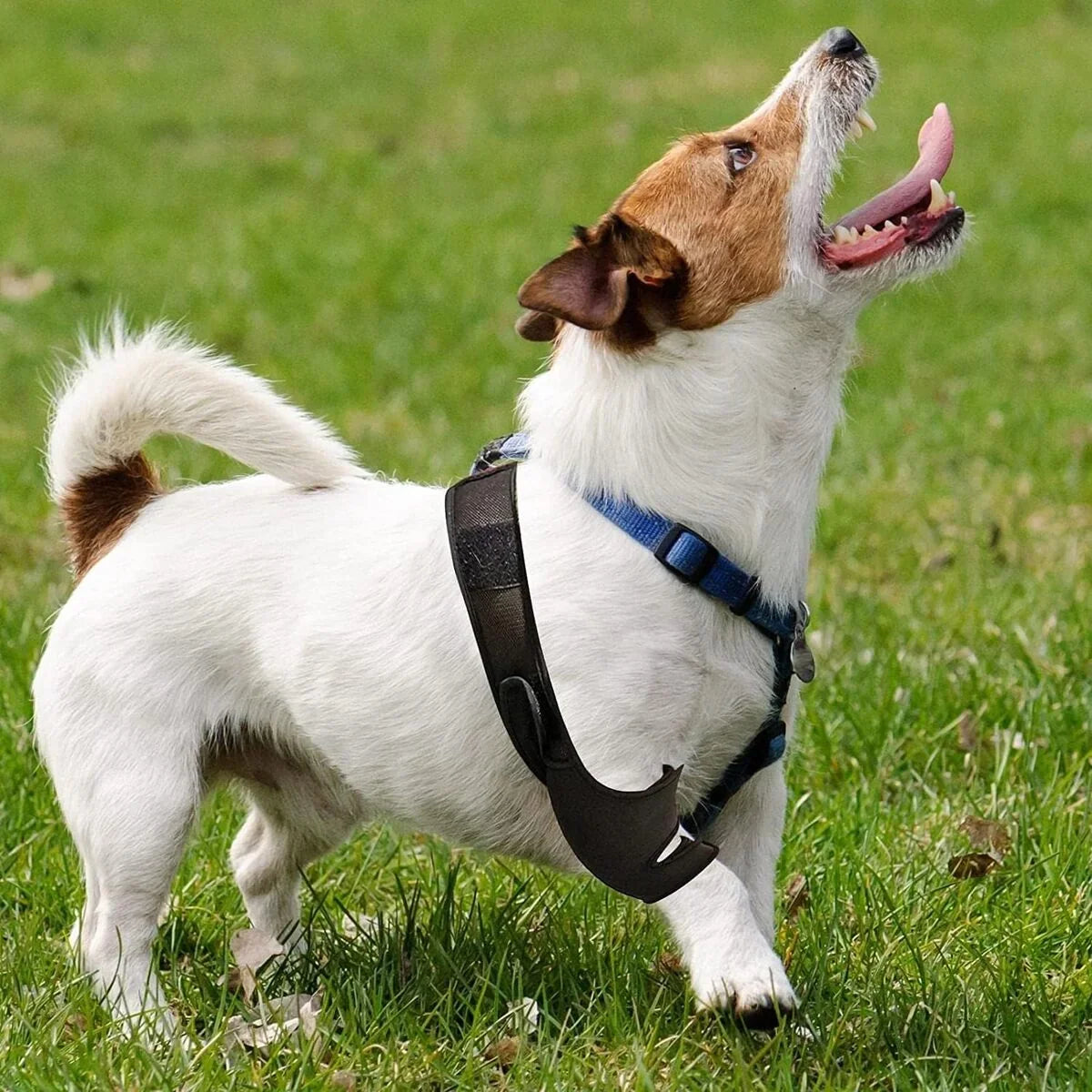 Dog Knee Brace | Veterinarian-Approved Orthopedic & Breathable Neoprene