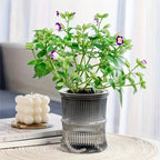 Indoor Planter | Self-Watering Double-Walled & Eco-Friendly