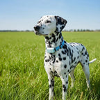 Pet GPS Tracker | Real-Time GPS & 12-Month Battery