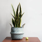 Plant Basket | Handwoven Willow & Reed | Foldable